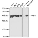 Western Blot - Anti-DIAPH1 Antibody (A5772) - Antibodies.com