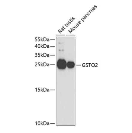 Western Blot - Anti-GSTO2 Antibody (A14968) - Antibodies.com