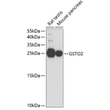 Western Blot - Anti-GSTO2 Antibody (A14968) - Antibodies.com