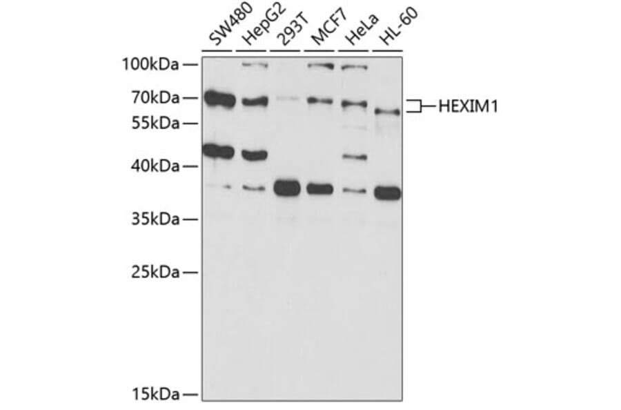 Western Blot - Anti-HEXIM1 Antibody (A14969) - Antibodies.com