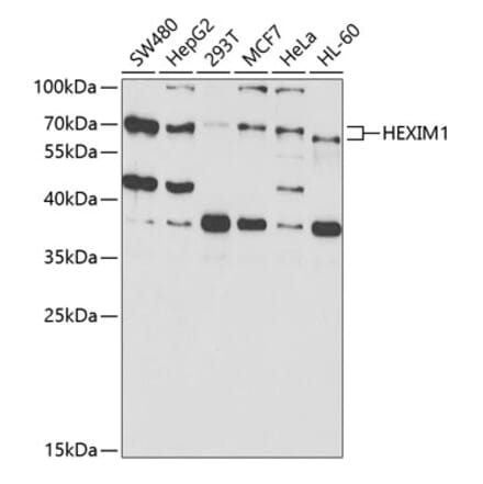 Western Blot - Anti-HEXIM1 Antibody (A14969) - Antibodies.com