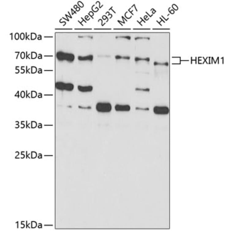 Western Blot - Anti-HEXIM1 Antibody (A14969) - Antibodies.com