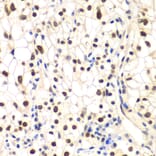 Immunohistochemistry - Anti-IKB beta Antibody (A14970) - Antibodies.com