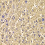 Immunohistochemistry - Anti-PEX5/PER3 Antibody (A14972) - Antibodies.com