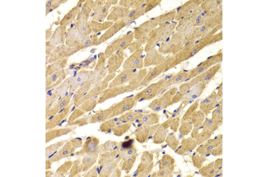 Immunohistochemistry - Anti-PEX5/PER3 Antibody (A14972) - Antibodies.com