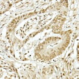 Immunohistochemistry - Anti-TopBP1 Antibody (A14973) - Antibodies.com