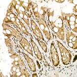 Immunohistochemistry - Anti-TopBP1 Antibody (A14973) - Antibodies.com