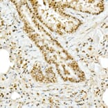Immunohistochemistry - Anti-TopBP1 Antibody (A14973) - Antibodies.com