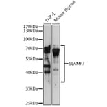 Western Blot - Anti-SLAMF7/CS1 Antibody (A14974) - Antibodies.com