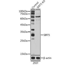 Western Blot - Anti-SIRT5 Antibody (A14975) - Antibodies.com