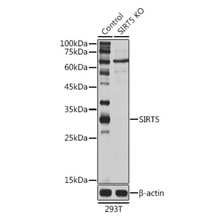 Western Blot - Anti-SIRT5 Antibody (A14975) - Antibodies.com
