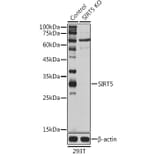 Western Blot - Anti-SIRT5 Antibody (A14975) - Antibodies.com