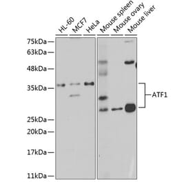 Western Blot - Anti-ATF1 Antibody (A14976) - Antibodies.com