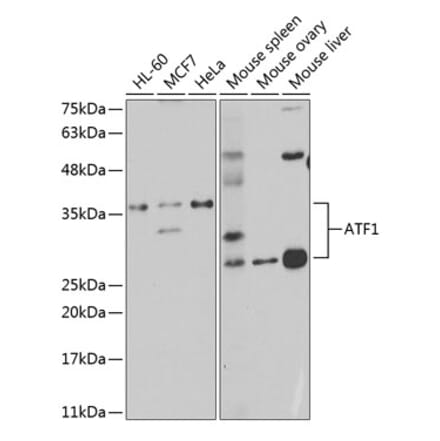 Western Blot - Anti-ATF1 Antibody (A14976) - Antibodies.com