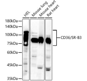 Western Blot - Anti-CD36 Antibody (A14977) - Antibodies.com