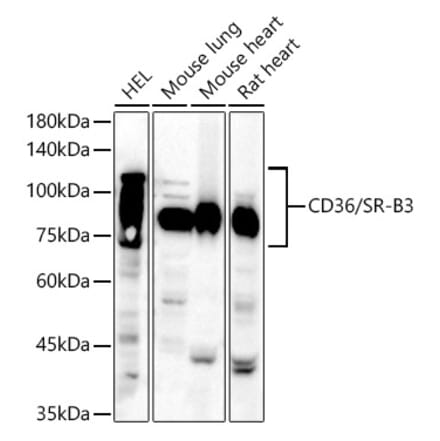 Western Blot - Anti-CD36 Antibody (A14977) - Antibodies.com