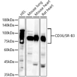 Western Blot - Anti-CD36 Antibody (A14977) - Antibodies.com