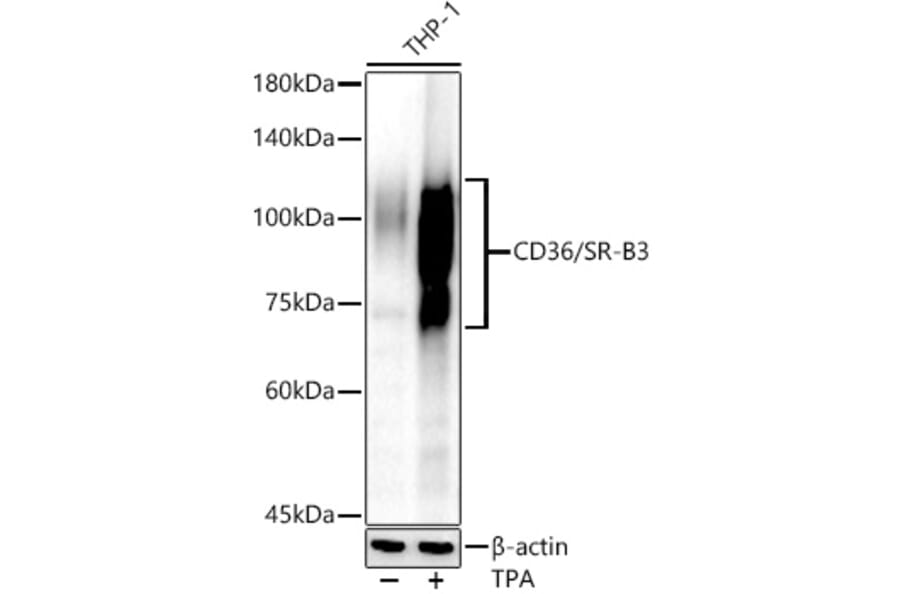Western Blot - Anti-CD36 Antibody (A14977) - Antibodies.com