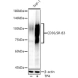 Western Blot - Anti-CD36 Antibody (A14977) - Antibodies.com