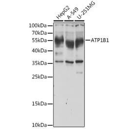 Western Blot - Anti-ATP1B1 Antibody (A14978) - Antibodies.com