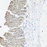 Immunohistochemistry - Anti-ATP1B1 Antibody (A14978) - Antibodies.com