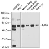 Western Blot - Anti-BAG5 Antibody (A5794) - Antibodies.com