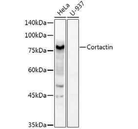Western Blot - Anti-Cortactin Antibody (A14980) - Antibodies.com