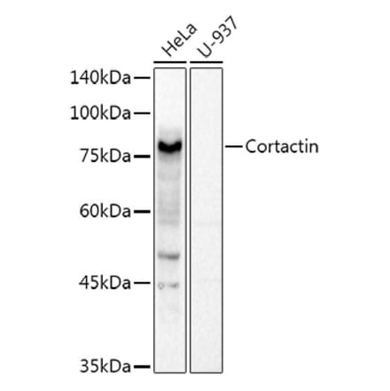 Western Blot - Anti-Cortactin Antibody (A14980) - Antibodies.com