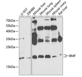 Western Blot - Anti-Bmf Antibody (A14981) - Antibodies.com