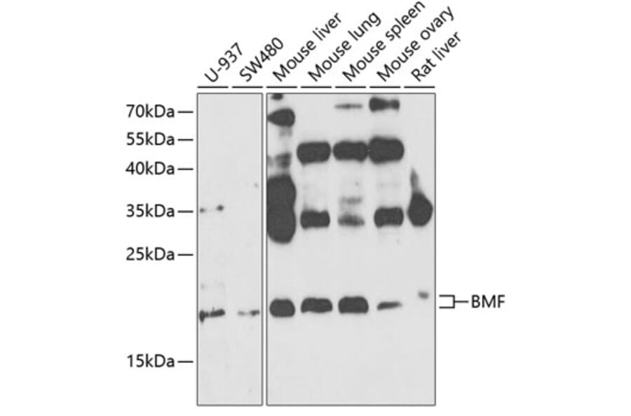 Western Blot - Anti-Bmf Antibody (A14981) - Antibodies.com