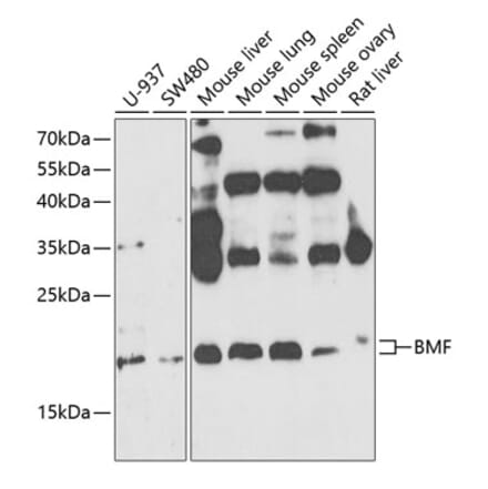 Western Blot - Anti-Bmf Antibody (A14981) - Antibodies.com