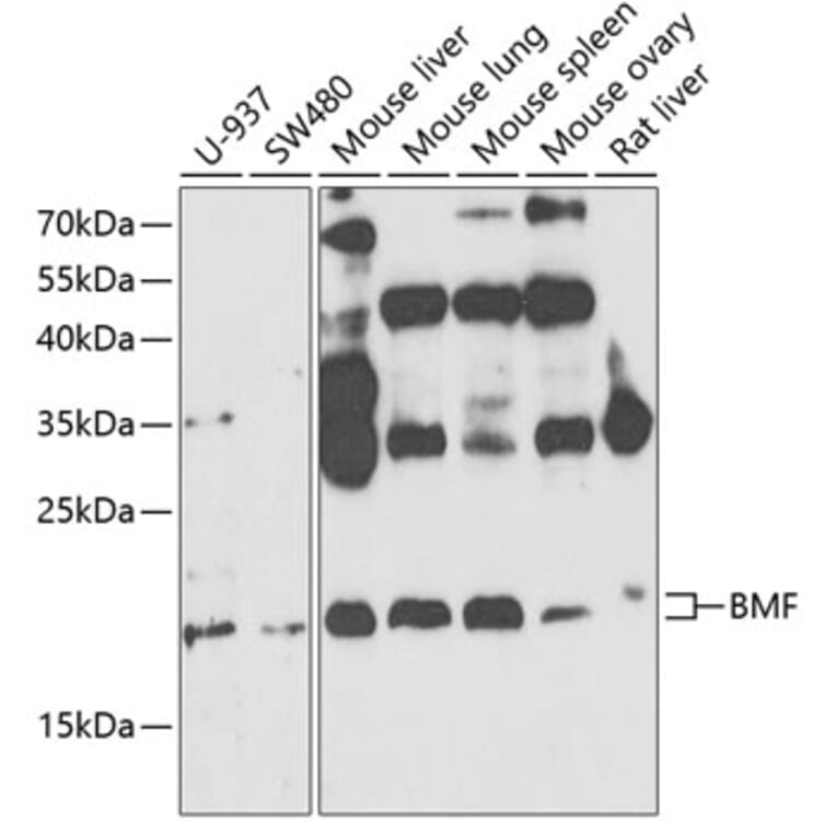 Western Blot - Anti-Bmf Antibody (A14981) - Antibodies.com