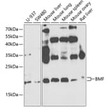 Western Blot - Anti-Bmf Antibody (A14981) - Antibodies.com