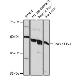 Western Blot - Anti-Pea3 Antibody (A14982) - Antibodies.com