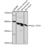 Western Blot - Anti-Pea3 Antibody (A14982) - Antibodies.com