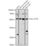 Western Blot - Anti-Pea3 Antibody (A14982) - Antibodies.com
