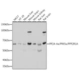 Western Blot - Anti-PPP2R1A Antibody (A14983) - Antibodies.com