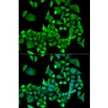 Immunofluorescence - Anti-PPP2R1A Antibody (A14983) - Antibodies.com