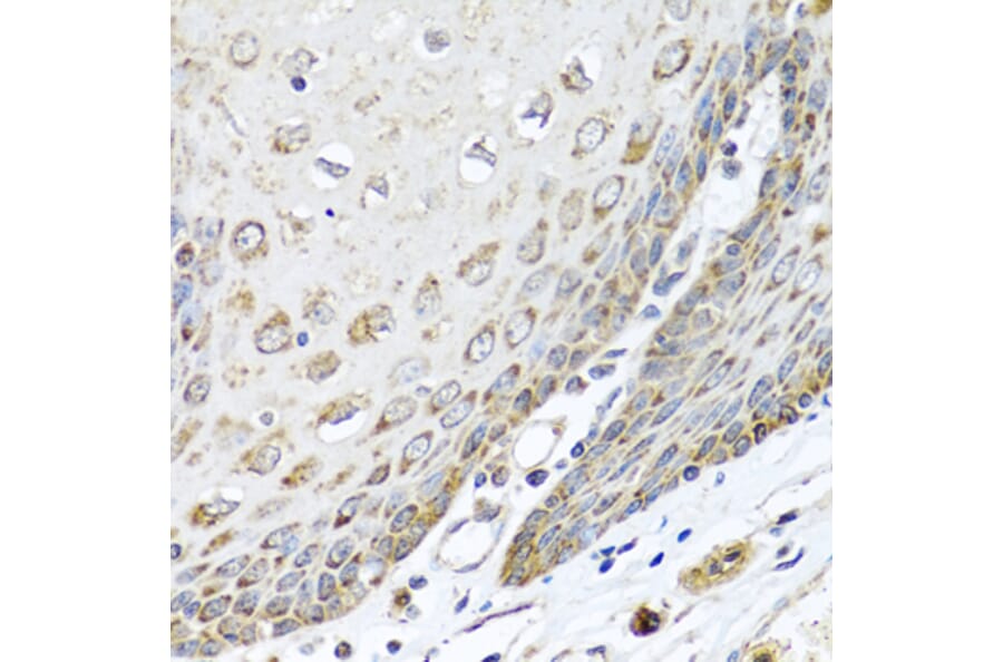 Immunohistochemistry - Anti-DEDD Antibody (A5806) - Antibodies.com