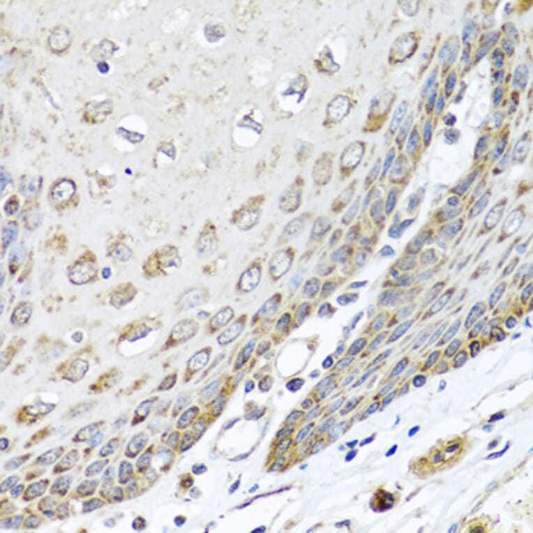 Immunohistochemistry - Anti-DEDD Antibody (A5806) - Antibodies.com