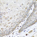 Immunohistochemistry - Anti-DEDD Antibody (A5806) - Antibodies.com