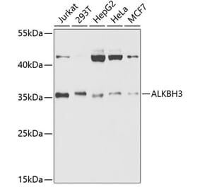 Western Blot - Anti-ALKBH3 Antibody (A14988) - Antibodies.com