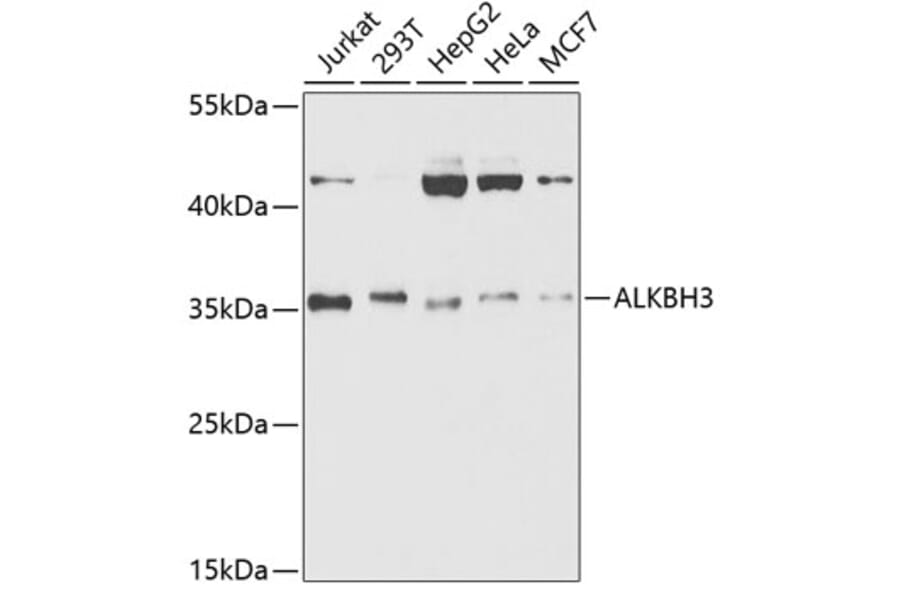 Western Blot - Anti-ALKBH3 Antibody (A14988) - Antibodies.com