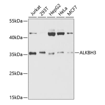 Western Blot - Anti-ALKBH3 Antibody (A14988) - Antibodies.com