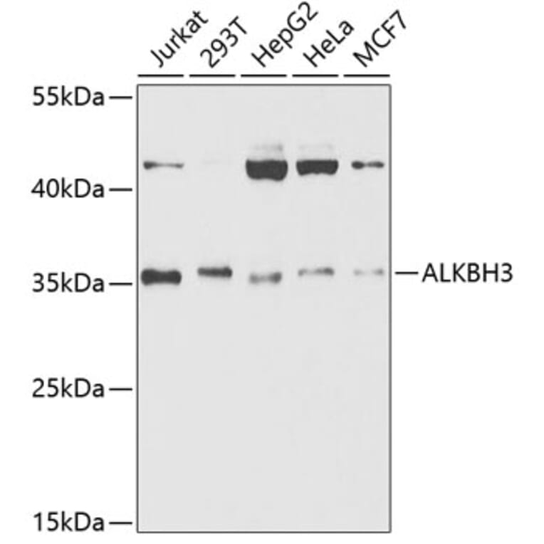 Western Blot - Anti-ALKBH3 Antibody (A14988) - Antibodies.com