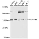 Western Blot - Anti-ALKBH3 Antibody (A14988) - Antibodies.com