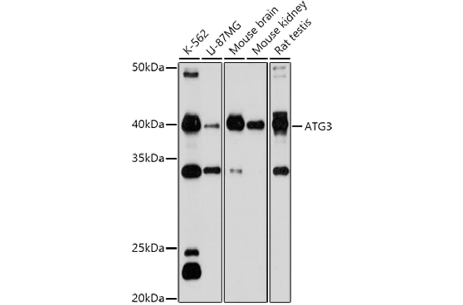 Western Blot - Anti-ATG3 Antibody (A14989) - Antibodies.com