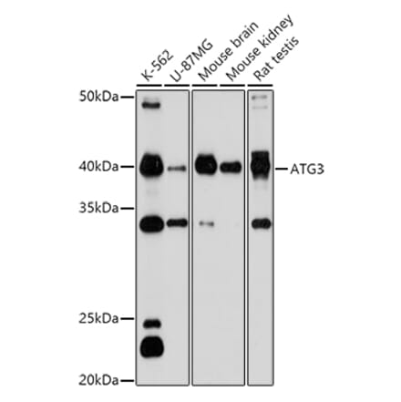 Western Blot - Anti-ATG3 Antibody (A14989) - Antibodies.com