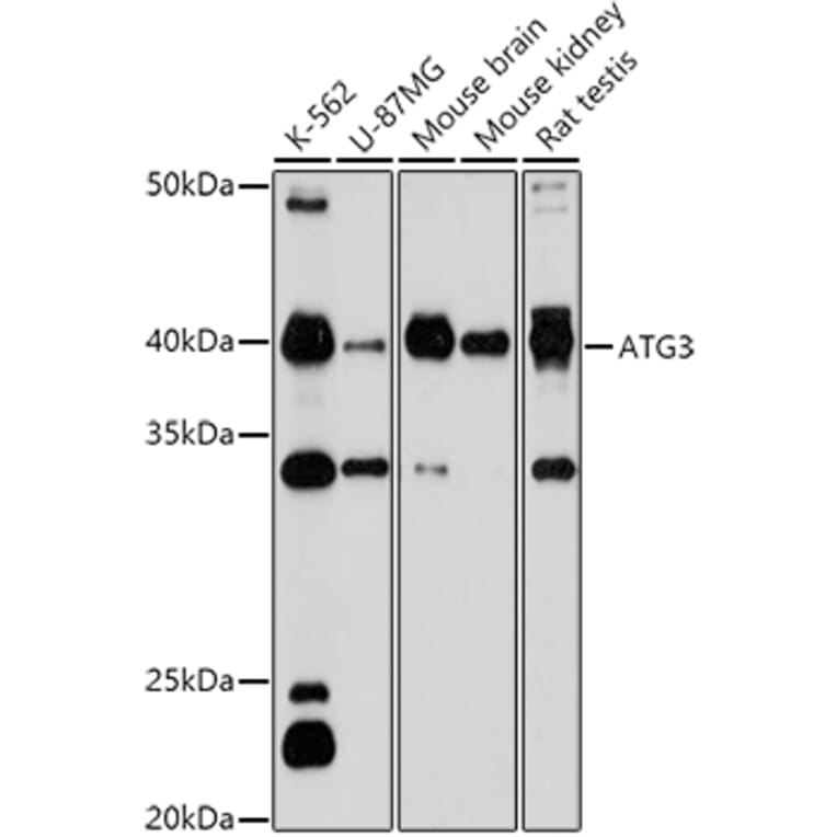 Western Blot - Anti-ATG3 Antibody (A14989) - Antibodies.com