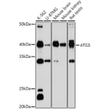 Western Blot - Anti-ATG3 Antibody (A14989) - Antibodies.com